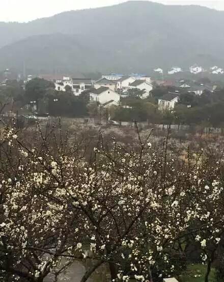 香雪海賞梅